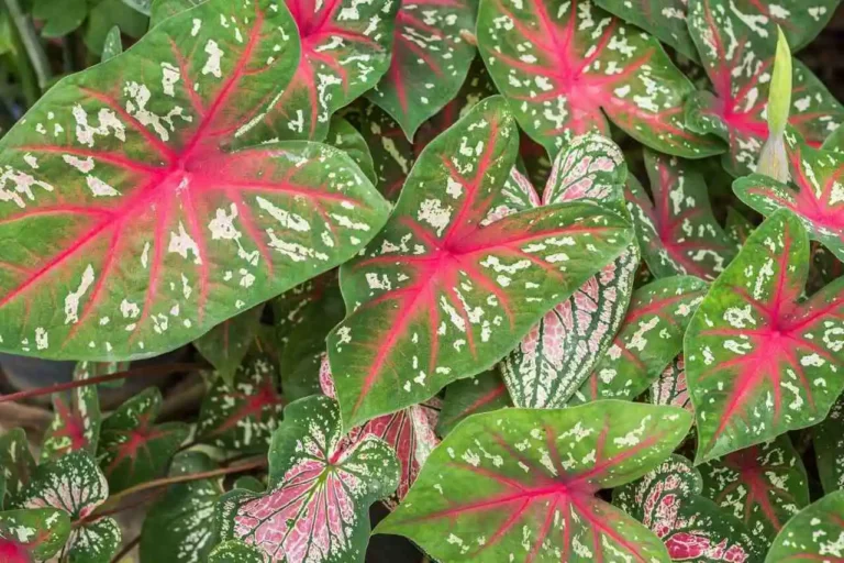 caladium bicolor folhas verdes com vermelho e branco