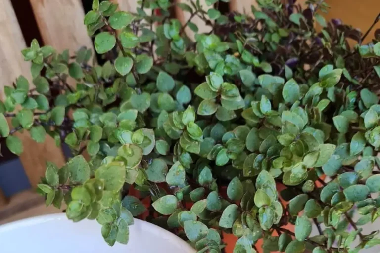 Callisia Repens ou Dinheiro-em-Penca: Cuidados