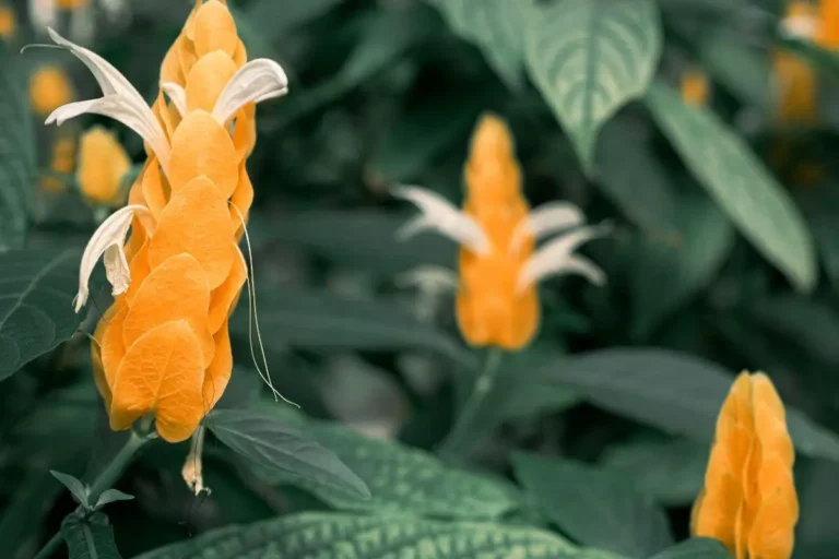 camarão-amarelo em jardim com flores em formato de espiga