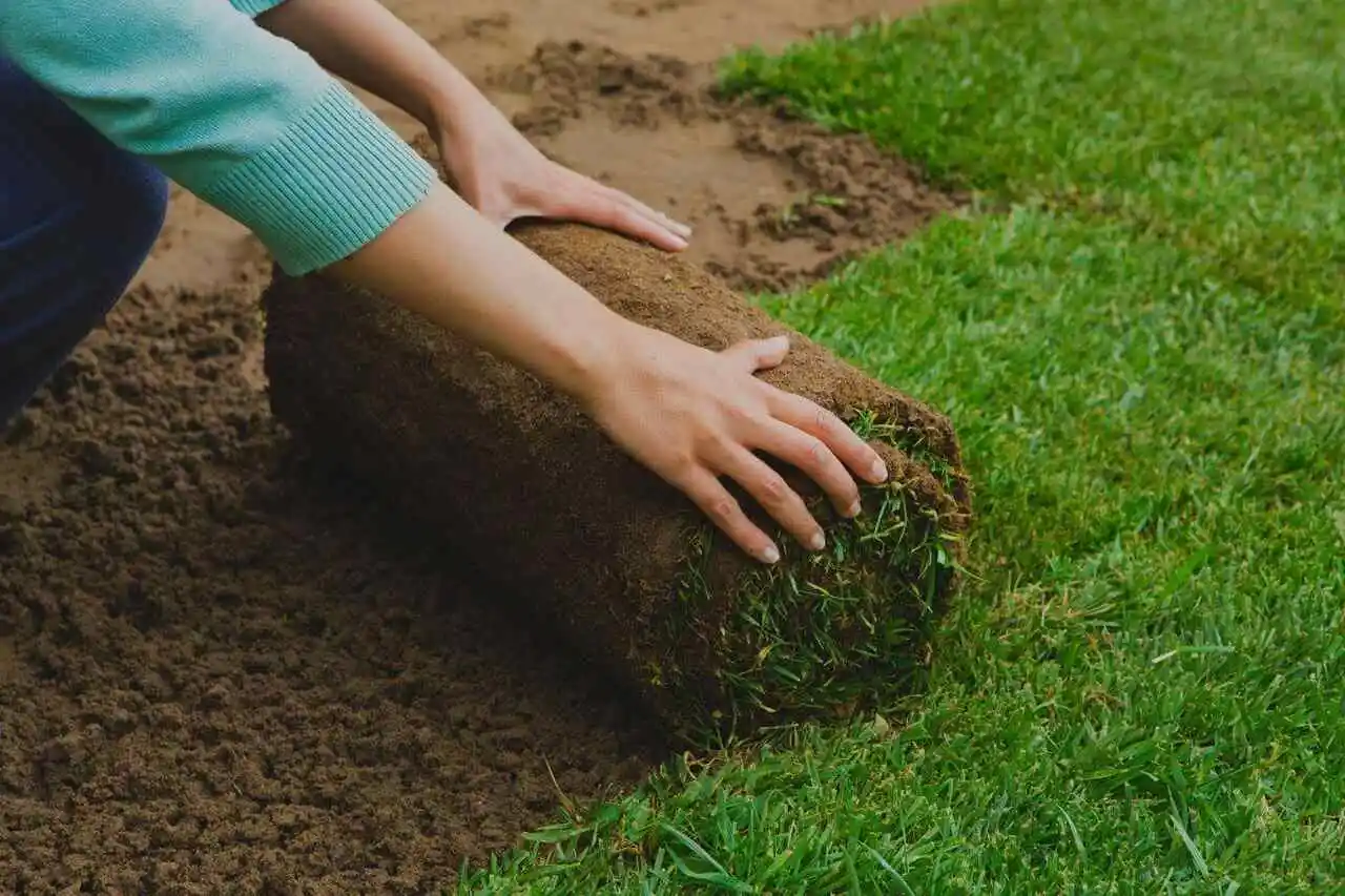 como plantar grama no quintal