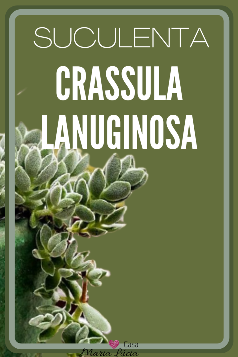 crassula lanuginosa travesseiro de anjo