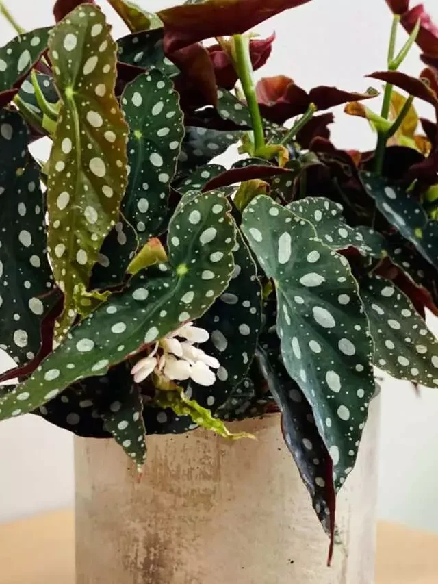 Begonia maculata