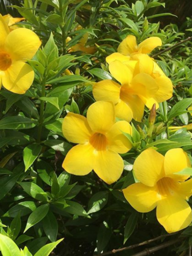 Allamanda cathartica flores que gostam de sol pleno