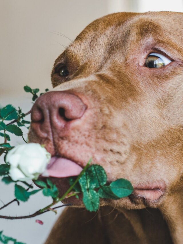 Cão planta