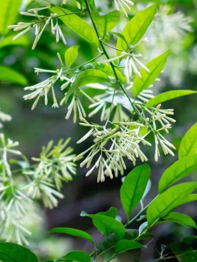 folhas e flores da Cestrum nocturnum ou Dama da noite