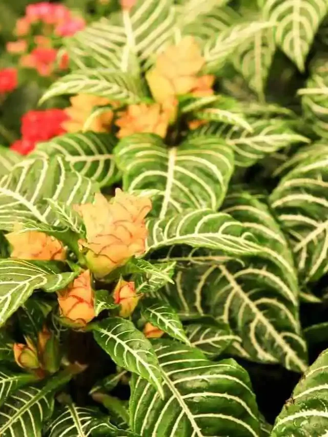 Aphelandra como cuidar