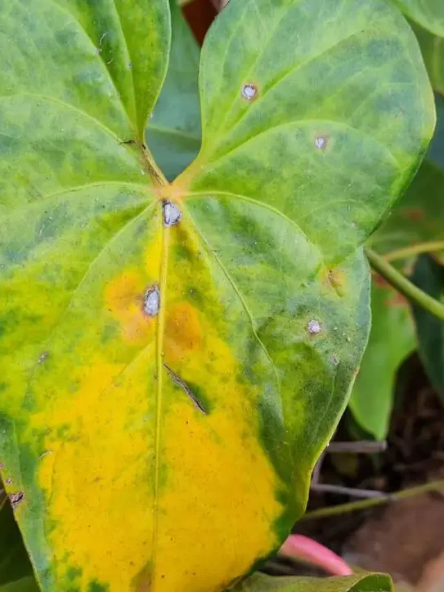 antúrio com folhas amarelas