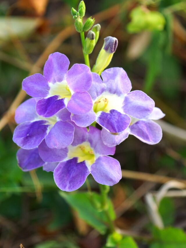 asystasia gangetica