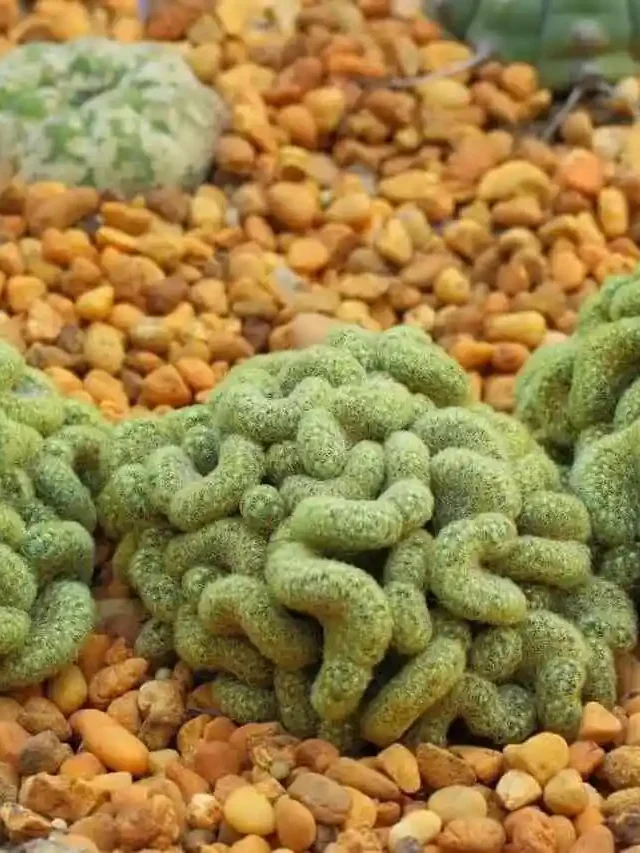 cacto-cerebro-mammillaria