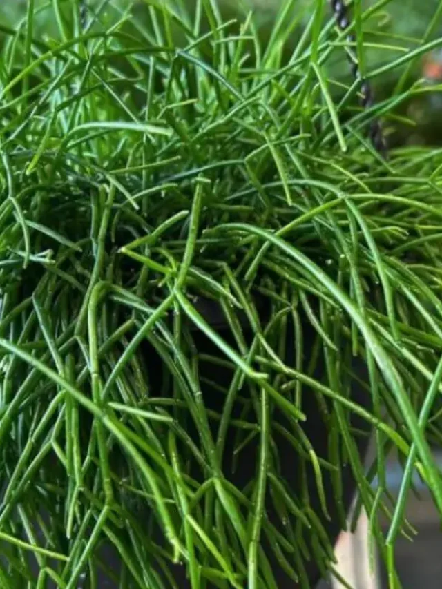 cropped-cacto-macarrao-rhipsalis.webp