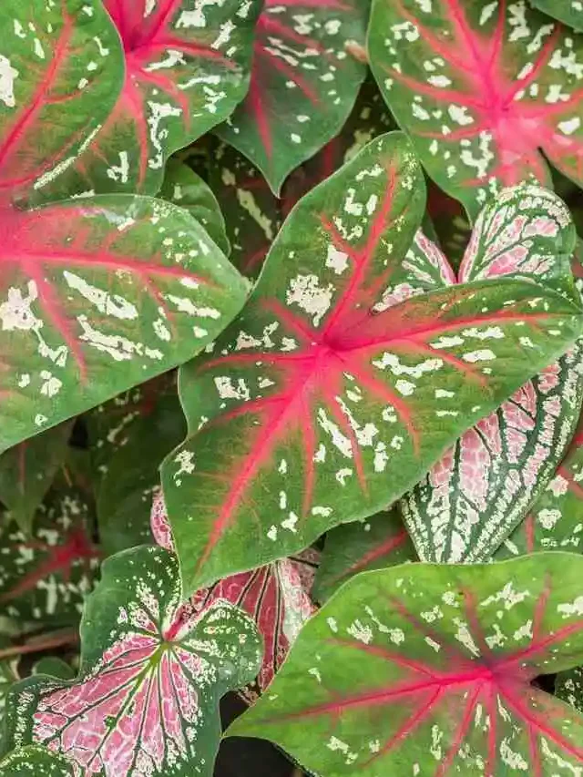 caladium bicolor folhas verdes com vermelho e branco