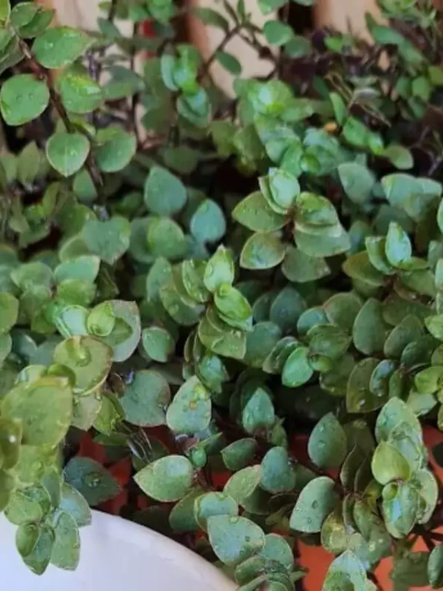 cropped-callisia-repens.webp