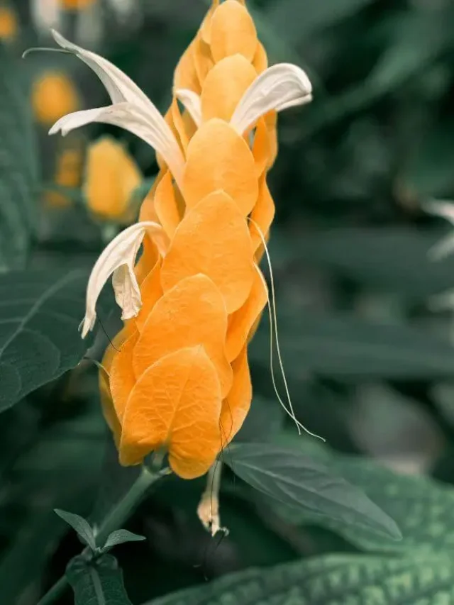 camarão-amarelo em jardim com flores em formato de espiga