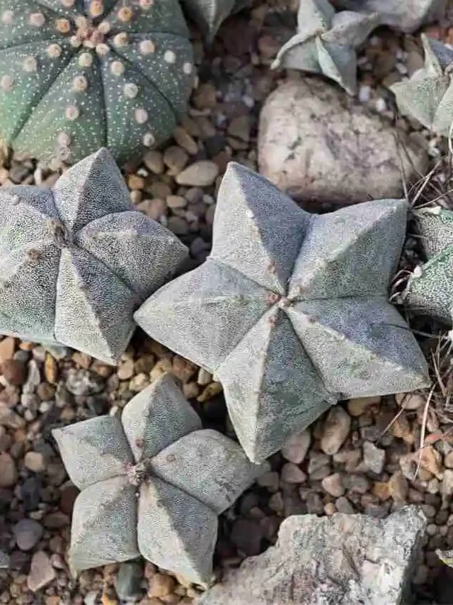 chapéu-de-bispo-Astrophytum-myriostigma