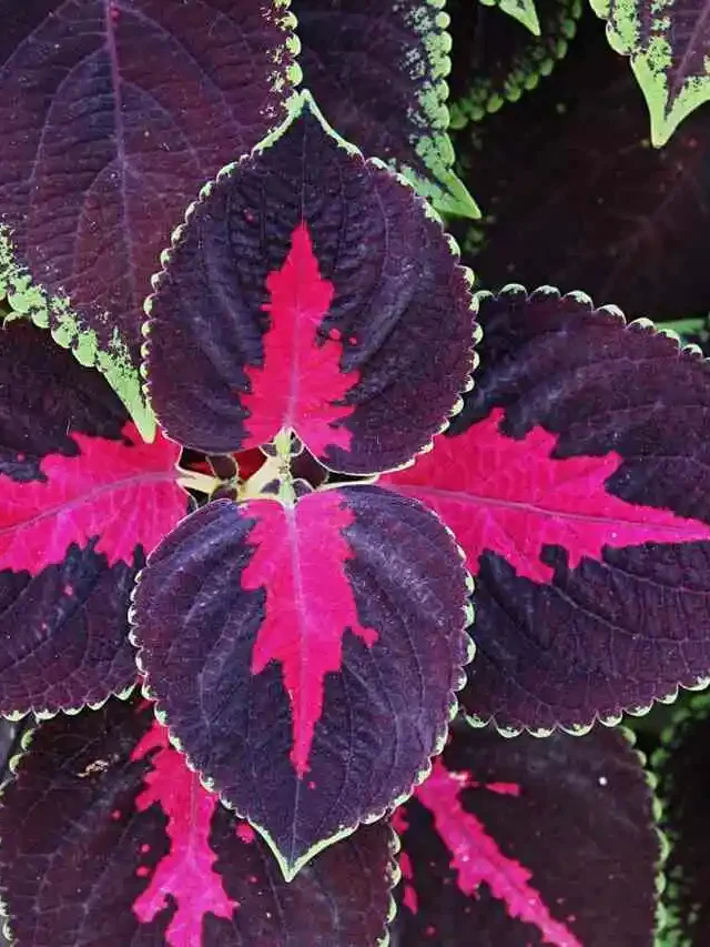 Coleus