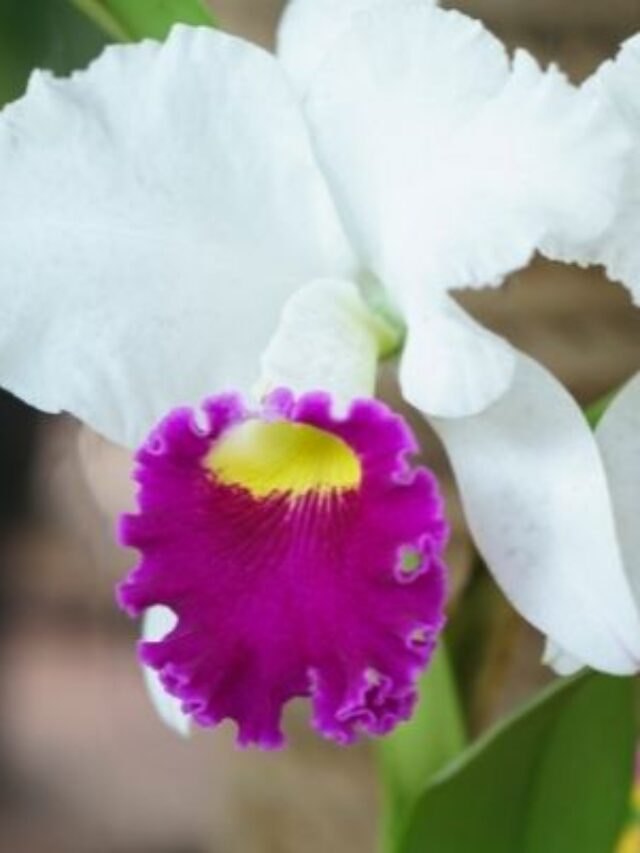 como cuidar das orquídeas cattleya