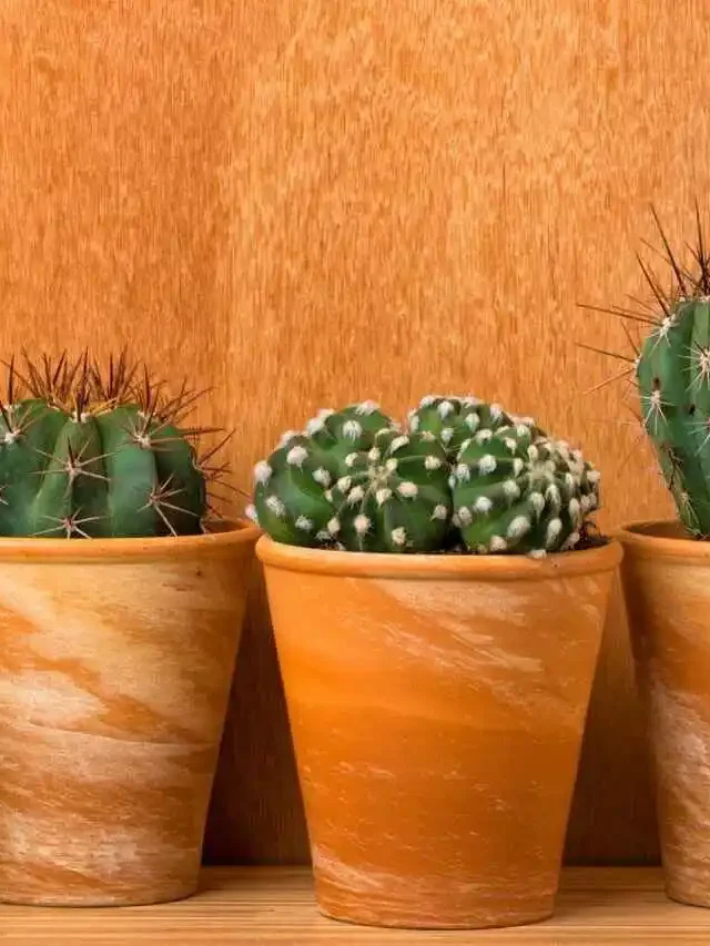 como cuidar de um cacto