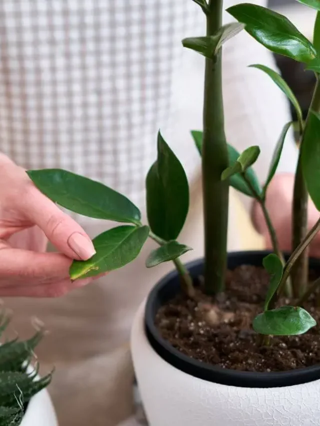 como fazer muda de zamioculca em vaso com as folhas
