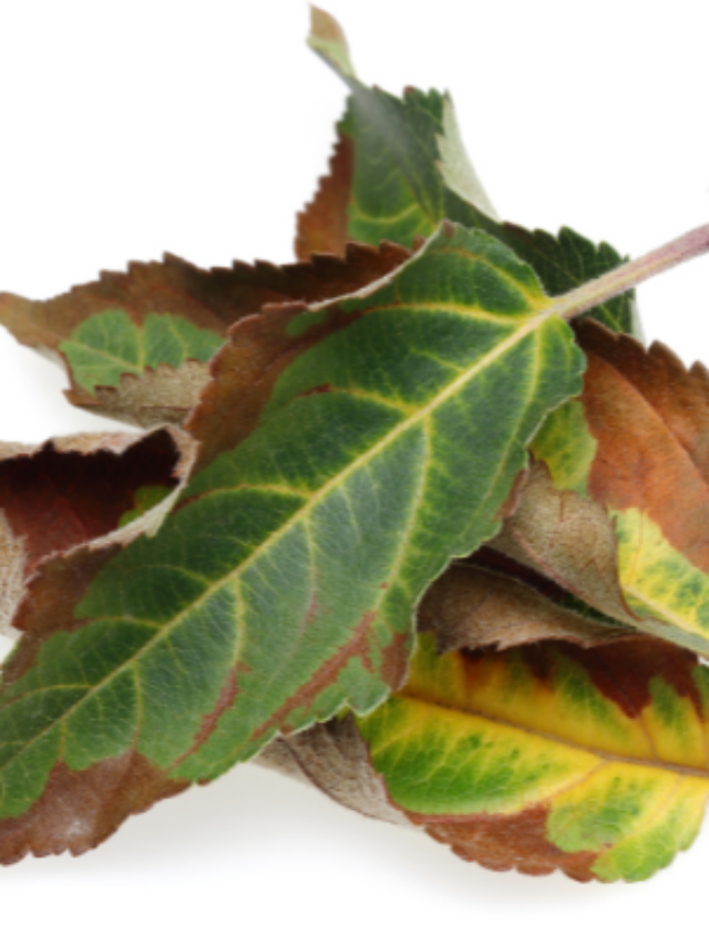 Como proteger as plantas