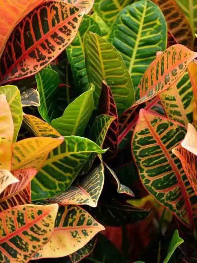 croton-planta