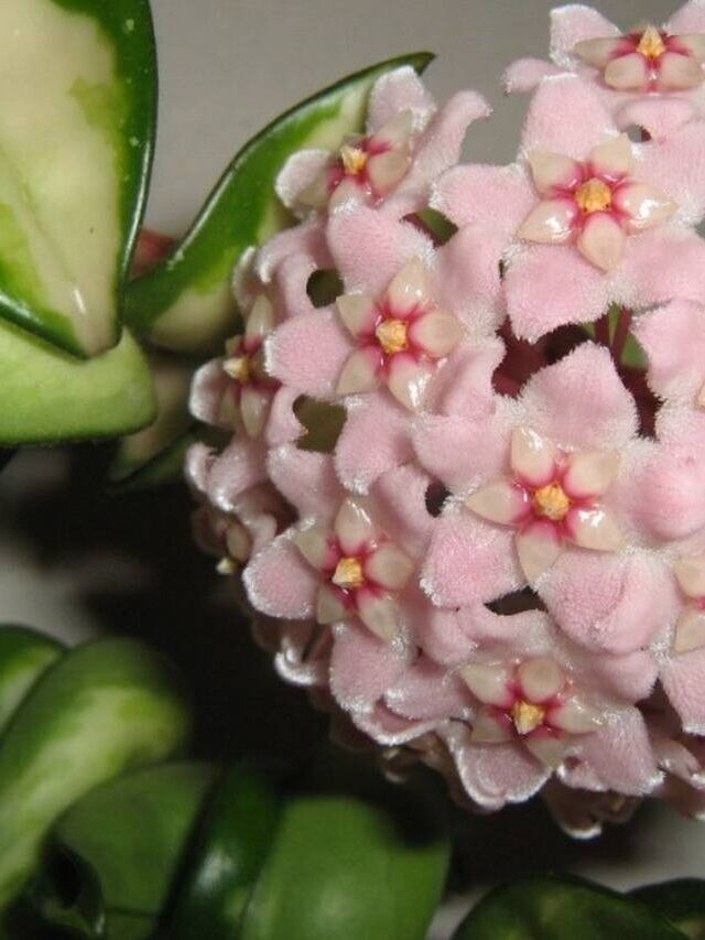 flor de cera compacta rosada