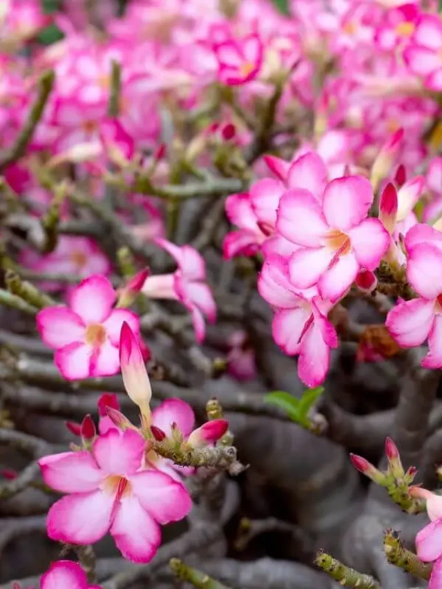 flor rosa do deserto