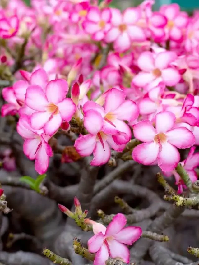 flor rosa do deserto