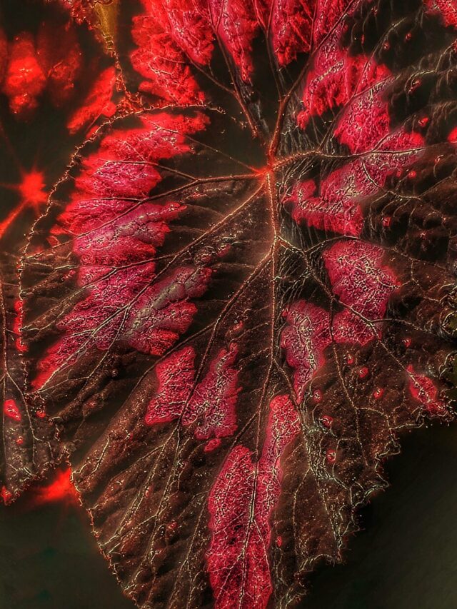 folhas vermelhas begonia