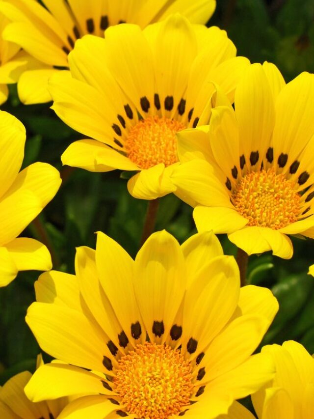 gazania flores