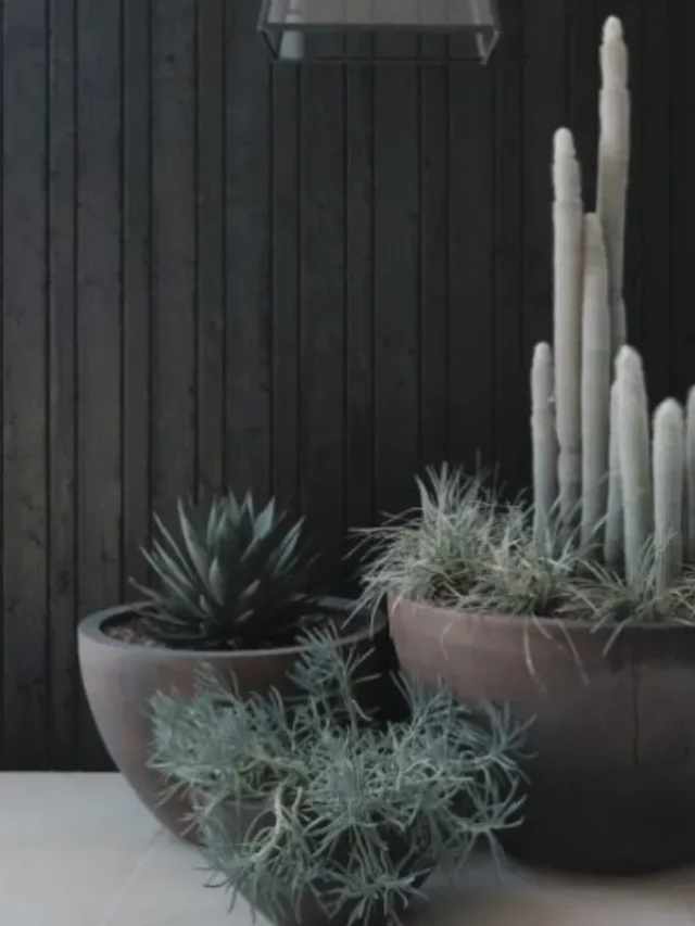 jardim pequeno com pedras e vasos
