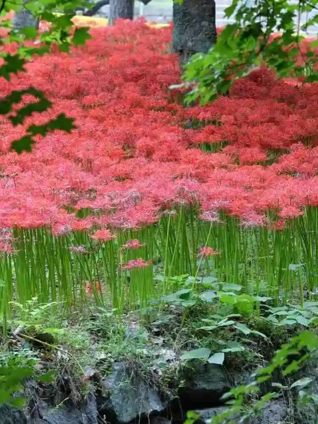 lírio-aranha-vermelho-floresta