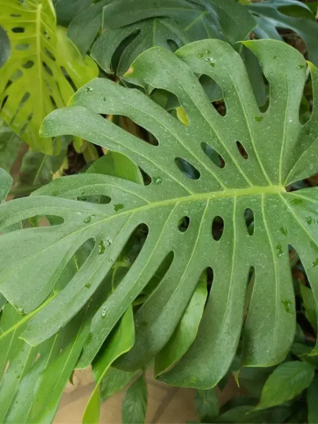 monstera deliciosa
