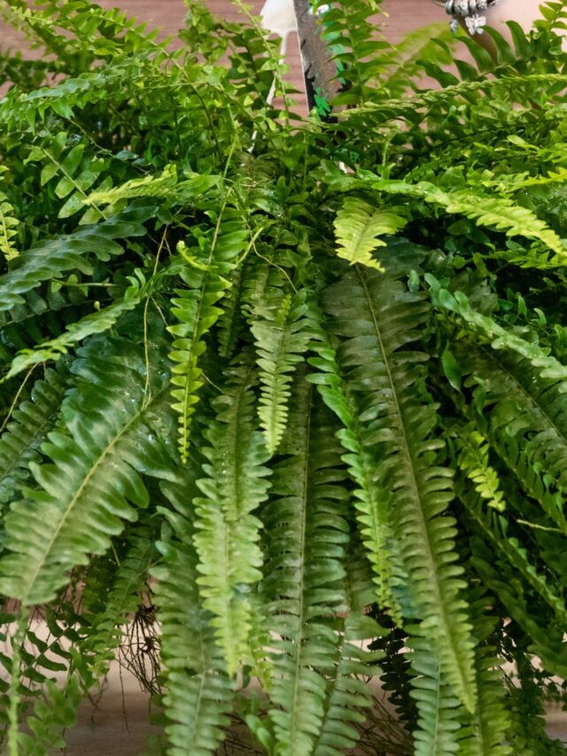 tipos de samambaias nephrolepis exaltata