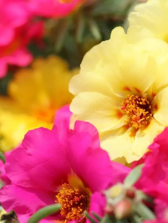 flores amarealas e rosas da onze-horas