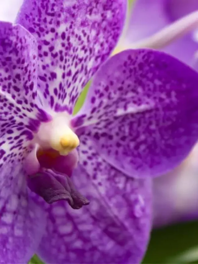 orquídea vanda