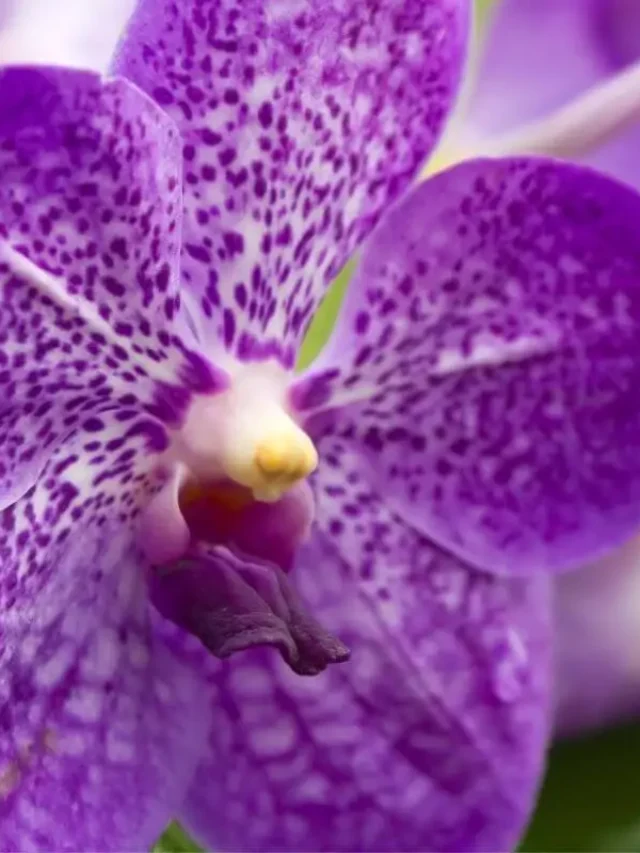 orquídea vanda