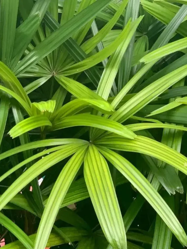 Folhas verdes da palmeira rafis
