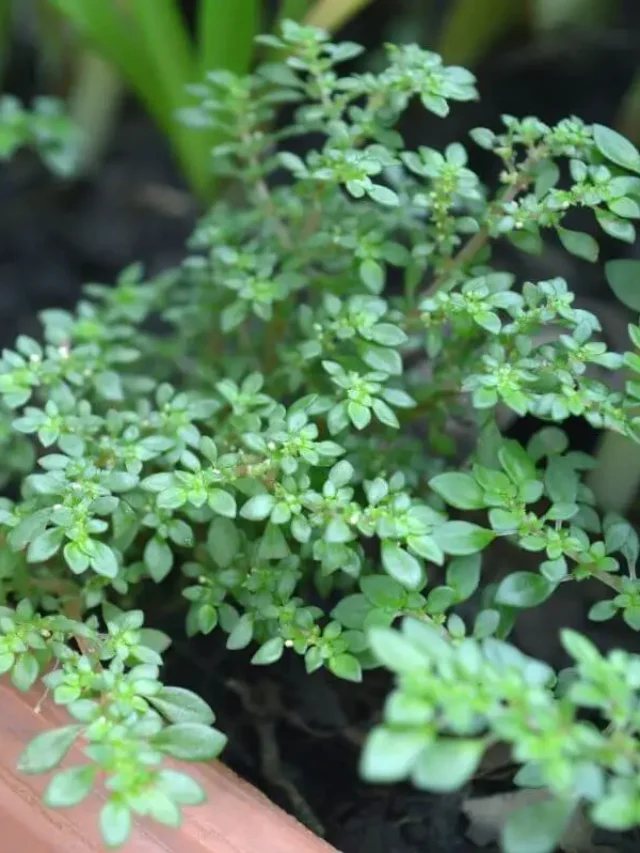 Pilea microphylla em jardineira marrom