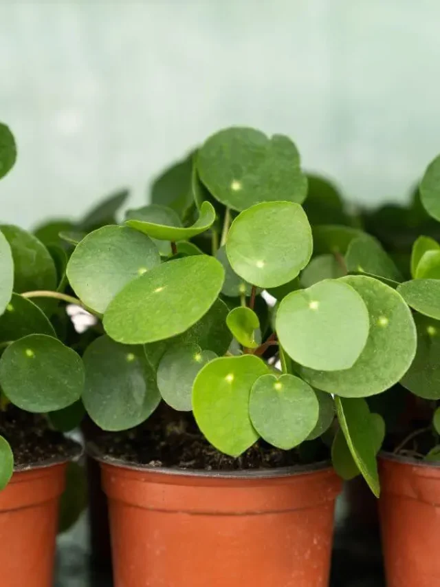 pilea peperomioides en vasos de plástico marrons