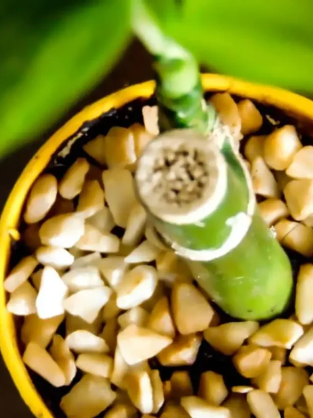 planta bambu da sorte como cuidar