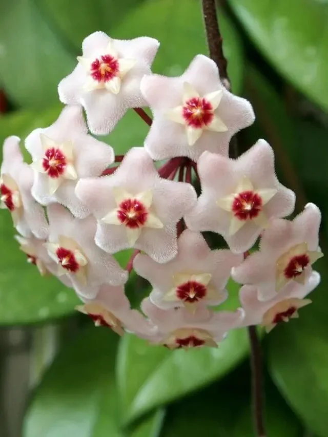 planta flor de cera