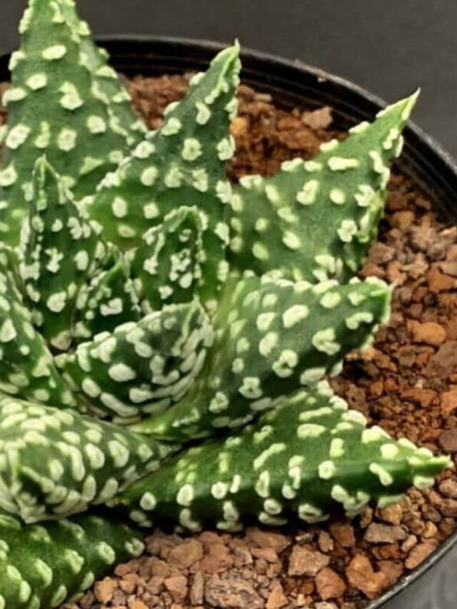 planta-perola