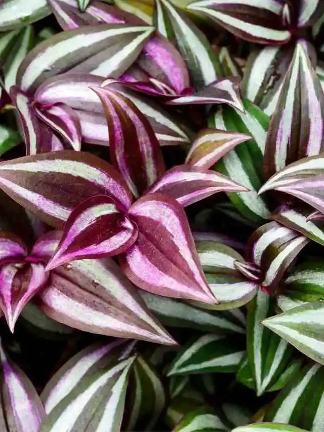 plantas de sombra coloridas