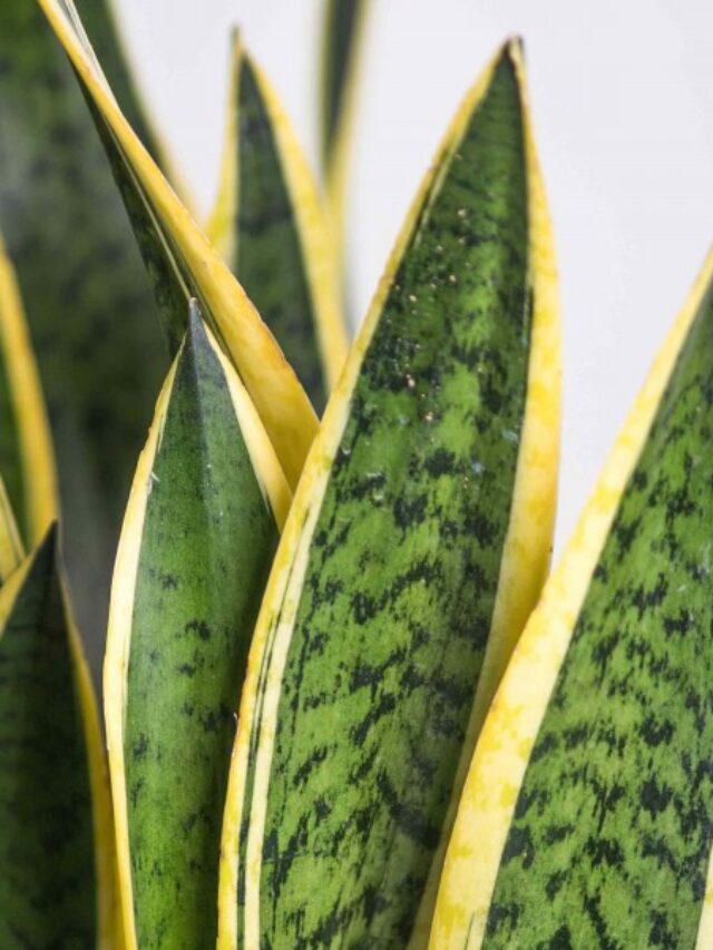 cropped-sansevieria-trifasciata.jpg