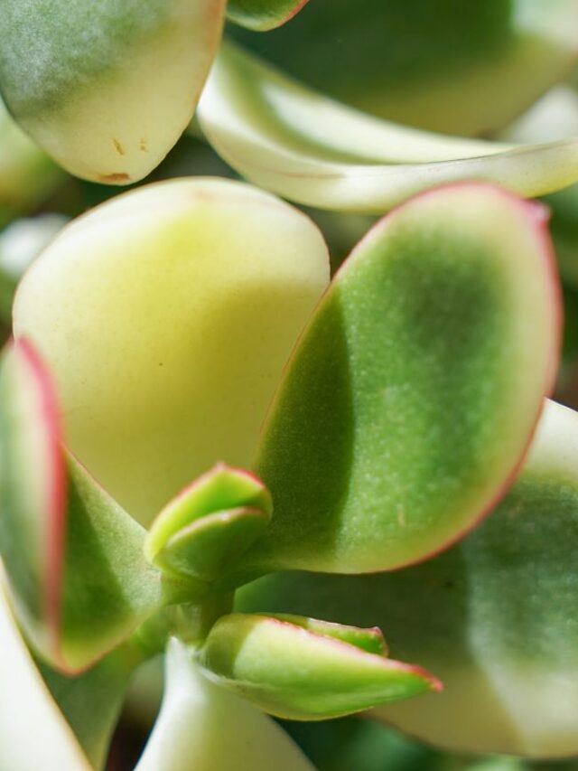 suculenta crassula