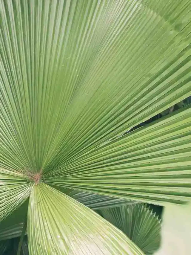 tipos de palmeira leque