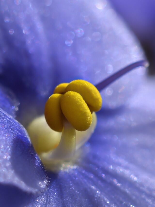 violeta descomplicada detalhe pétala roxa