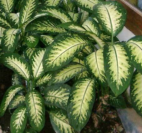 vista de cima de várias folhas verde clara no centro e verde escura nas bordas em formato arredondado de lança da planta Dieffenbachia seguine