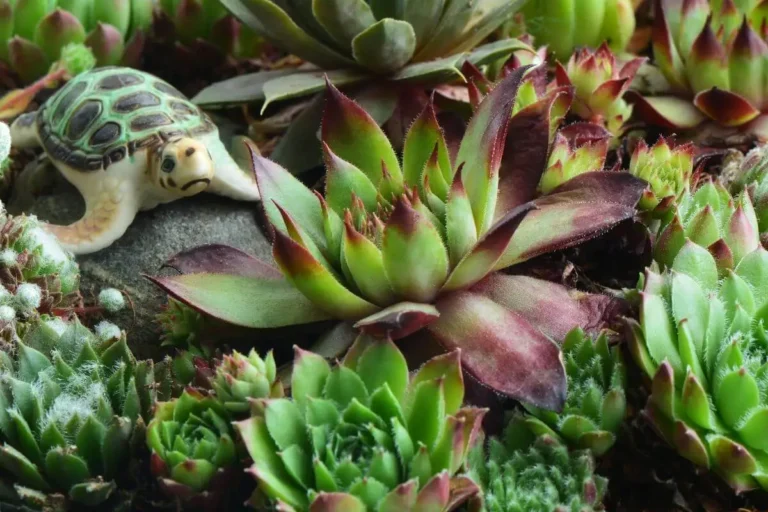 echeberias rosetas como cuidar