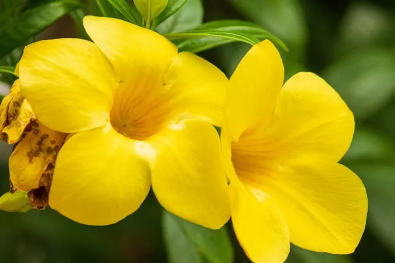Alamanda amarela flores brasileiras